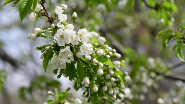 Красивый Белый Яблоко Весенние Цветы Ветви Макрофотографии Природа Пробуждения — стоковое видео