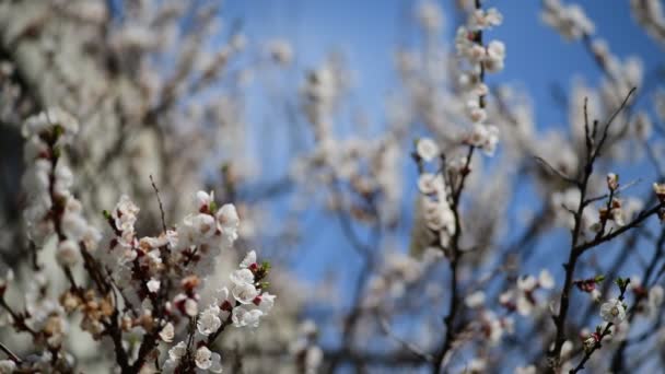 Niza Manzana Blanca Primavera Flores Rama Macro Fotografía Naturaleza Despertar — Vídeo de stock