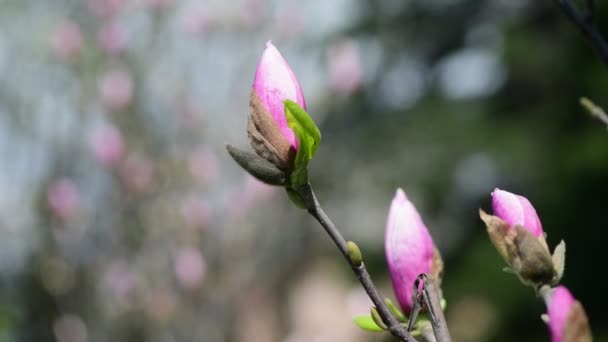 Гарні Квіти Магнолії Весняний Сонячний День Пробудження Природи Відео — стокове відео