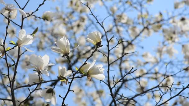 Nice Magnólia Árvore Flores Dia Ensolarado Primavera Natureza Despertando Vídeo — Vídeo de Stock