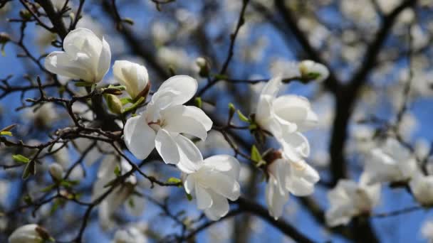 Niza Magnolia Árbol Flores Primavera Día Soleado Naturaleza Despertar Video — Vídeos de Stock