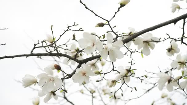 Nice Magnólia Árvore Flores Dia Ensolarado Primavera Natureza Despertando Vídeo — Vídeo de Stock