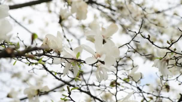 Fina Magnolia Träd Blommor Våren Solig Dag Natur Uppvaknande Video — Stockvideo