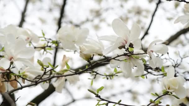 Ładne Kwiaty Drzewa Magnolia Wiosną Słoneczny Dzień Natura Budzenie Wideo — Wideo stockowe