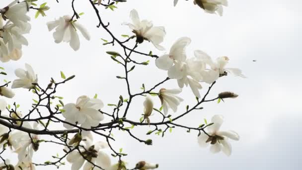 Nice Magnólia Árvore Flores Dia Ensolarado Primavera Natureza Despertando Vídeo — Vídeo de Stock