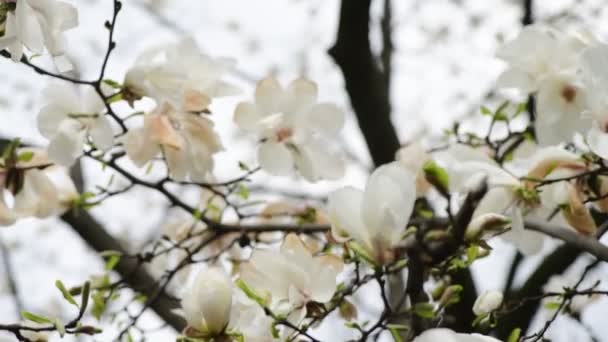 Niza Magnolia Árbol Flores Primavera Día Soleado Naturaleza Despertar Video — Vídeo de stock