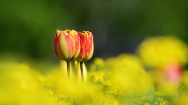 Lale çiçekleri bahar uyanıyor doğa flora 4k video 