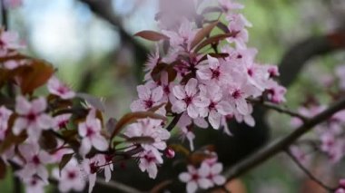 Bulutlu bir günde çiçekli güzel bahar sakura dalları 4k video.