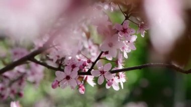 Bulutlu bir günde çiçekli güzel bahar sakura dalları 4k video.