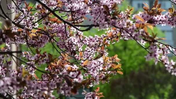 曇りの日に花と美しい春の桜の枝マクロ写真 — ストック動画