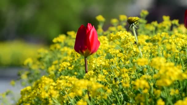 Tulipán Virágok Tavasz Ébredés Természet Növény Videó — Stock videók