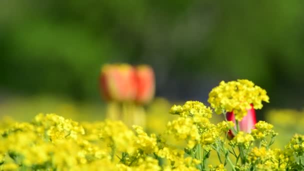 Tulipan Kwiaty Wiosna Budzenie Natura Flora Wideo — Wideo stockowe