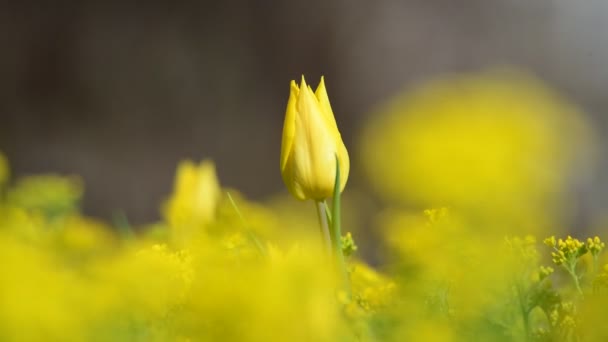 Tulipán Virágok Tavasz Ébredés Természet Növény Videó — Stock videók