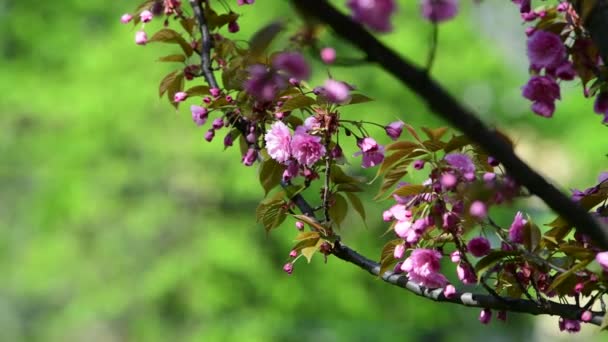 Прекрасні Весняні Гілки Сакури Квітами Похмурий День Макрофотографія Відео — стокове відео