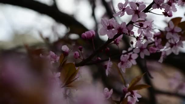 Hermosas Ramas Sakura Primavera Con Flores Día Nublado Macro Fotografía — Vídeos de Stock
