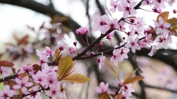 曇りの日に花と美しい春の桜の枝マクロ写真4Kビデオ — ストック動画