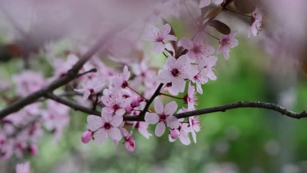 美丽的春天树袋熊分枝 花朵在阴天的宏观摄影4K视频 — 图库视频影像