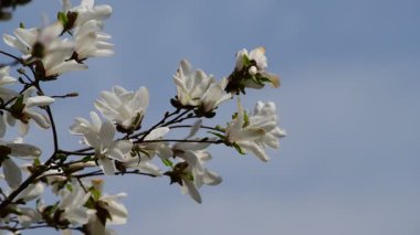 Bahar günü 4k manolya ağacı çiçekli güzel bir video.