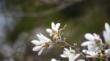 Bahar günü 4k manolya ağacı çiçekli güzel bir video.