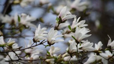 Bahar günü 4k manolya ağacı çiçekli güzel bir video.