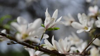 Bahar günü 4k manolya ağacı çiçekli güzel bir video.