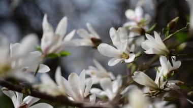 Bahar günü 4k manolya ağacı çiçekli güzel bir video.