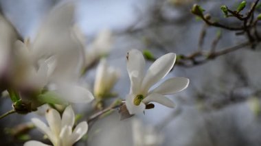 Bahar günü 4k manolya ağacı çiçekli güzel bir video.