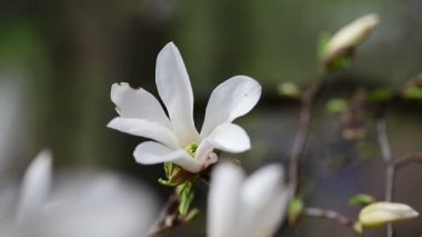 Bahar günü 4k manolya ağacı çiçekli güzel bir video.