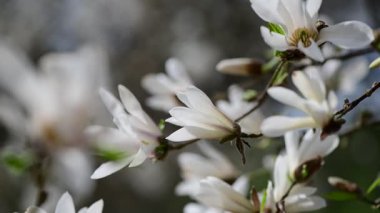 Bahar günü 4k manolya ağacı çiçekli güzel bir video.