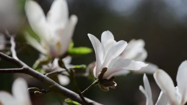 Bahar günü 4k manolya ağacı çiçekli güzel bir video.