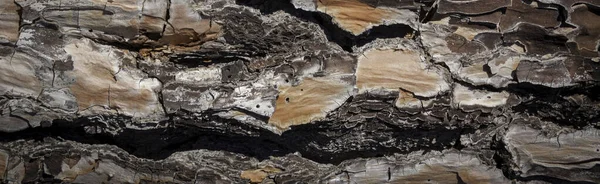 Isolated background in natural tones. Detail of the bark of a pine tree as a graphic resource.