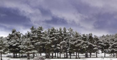 Segovia ve Madrid 'deki Sierra de Guadarrama ulusal parkında, Revenga çam ormanlarında şiddetli kar yağışı var. Castilla y Leon, İspanya