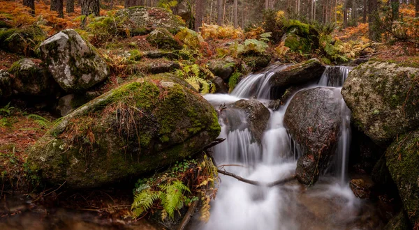 Sonbaharda eğrelti otları ve çam ağaçları arasında bir ormanda şelale. Arroyo de El Espinar, Segovia, Madrid, Sierra de Guadarrama Ulusal Parkı
