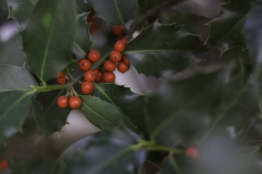 Kutsal yaprakların kırmızı böğürtlenli fotoğrafı, parlak bir arka plan ve ışıltı. Noel kartları ve dekorasyon için Noel sembolü