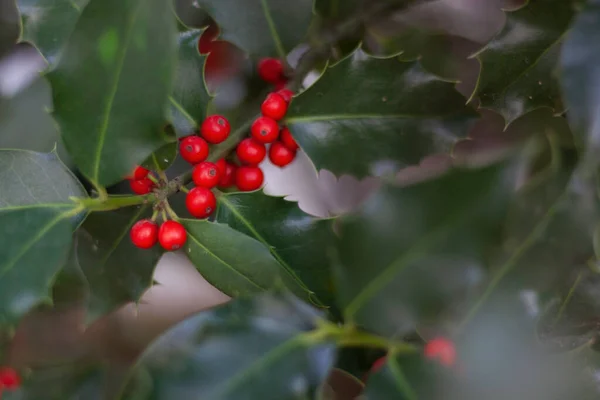 Photograph Holly Leaves Red Berries Very Bright Background Sparkles Christmas — Stock Photo, Image