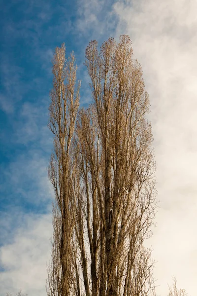 Enorm Populus Alba Isolerad Med Blå Och Vit Himmel Vuxen — Stockfoto