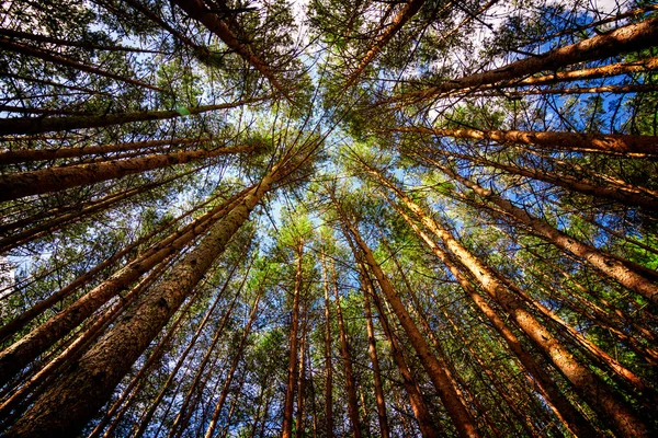 Bir çam ormanının kesilmesine karşı uçak. Görüntünün merkezinde bir ışık parlaması. El Espinar 'daki Çam Ormanı, Sierra de Guadarrama Ulusal Parkı' nda. Madrid ve Segovia arasında, Castilla y Leon, İspanya.