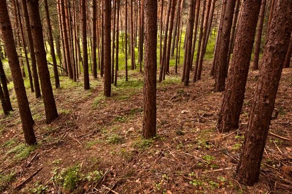 Plane against chopped of a pine forest. Flash of light in the center of the image. Pine forest located in El Espinar, in the Sierra de Guadarrama National Park. Between Madrid and Segovia, Castilla y Leon, Spain.