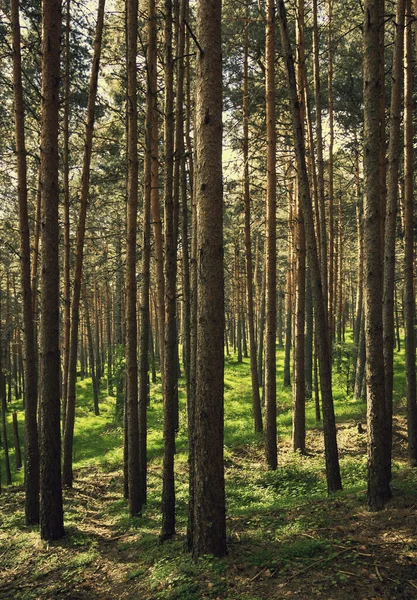 Letadlo Proti Kácení Borového Lesa Záblesk Světla Středu Obrazu Borový — Stock fotografie