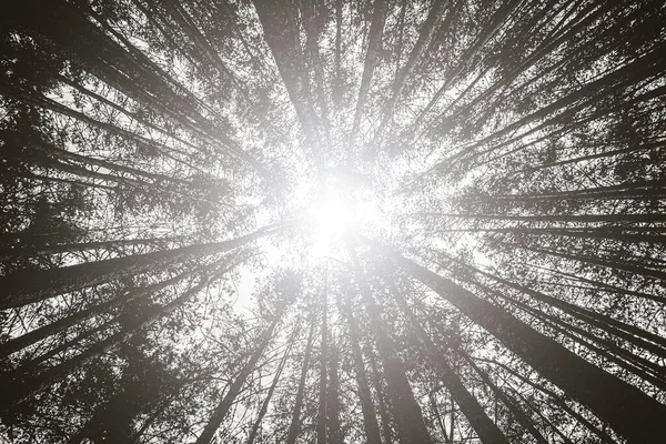 Plane against chopped of a pine forest. Flash of light in the center of the image. Pine forest located in El Espinar, in the Sierra de Guadarrama National Park. Between Madrid and Segovia, Castilla y Leon, Spain.