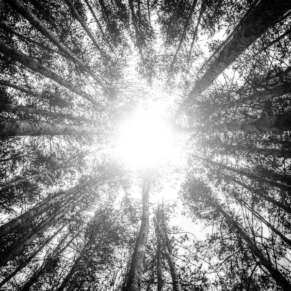 Пролягає Від Порізаного Соснового Лісу Блискавка Світла Центрі Зображення Сосний — стокове фото