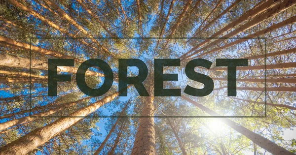Photography banner and text for nature conservation. Panoramic photography from a low angle of a pine forest.