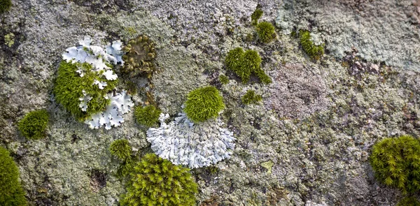 苔と地衣類と石の背景 詳細な天然岩のテクスチャ マクロ写真のグラフィックリソース — ストック写真