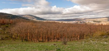 El Espinar, Segovia 'da kışın meşe ağaçları. Sierra de Guadarrama Ulusal Parkı. İzole edilmiş ağaçların panoramik fotoğrafları