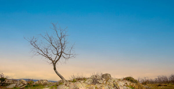 Oak trees in winter in El Espinar, in Segovia. Sierra de Guadarrama National Park. Panoramic photography of isolated trees