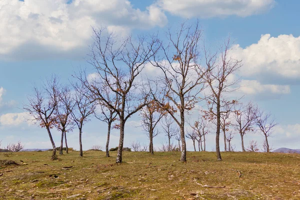 Ekar Vintern Espinar Segovia Sierra Guadarramas Nationalpark Panoramafotografering Isolerade Träd — Stockfoto