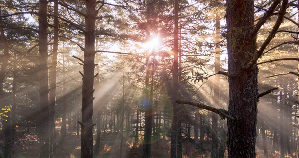 Amanecer Bosque Rayos Sol Penetrando Los Árboles Fotografía Naturaleza Parque —  Fotos de Stock