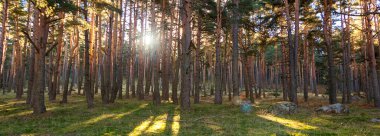 Segovia ve Madrid 'deki Sierra de Guadarrama Ulusal Parkı' ndaki çam ormanlarının panoramik fotoğrafları