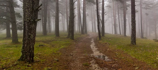 Autumn Scene Fog Sierra Guadarrama National Park Segovia Madrid Castilla — ストック写真