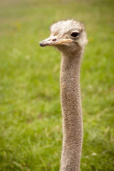 Страусиная Портретная Фотография Свободе Struthio Camelus Природном Парке Кабарсено Кантабе — стоковое фото